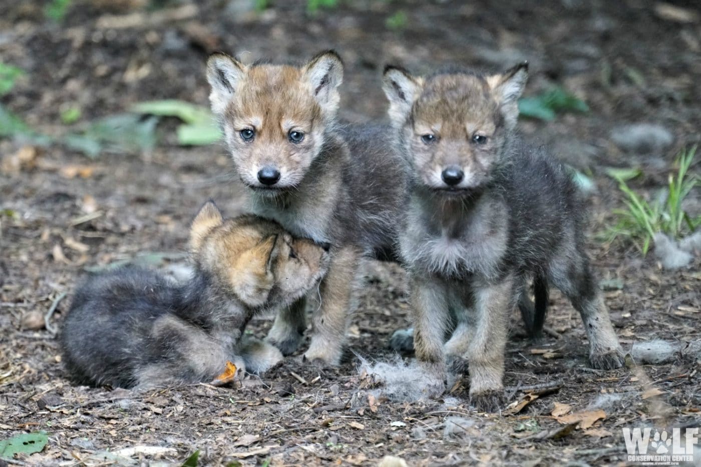 grey wolf pack with pups