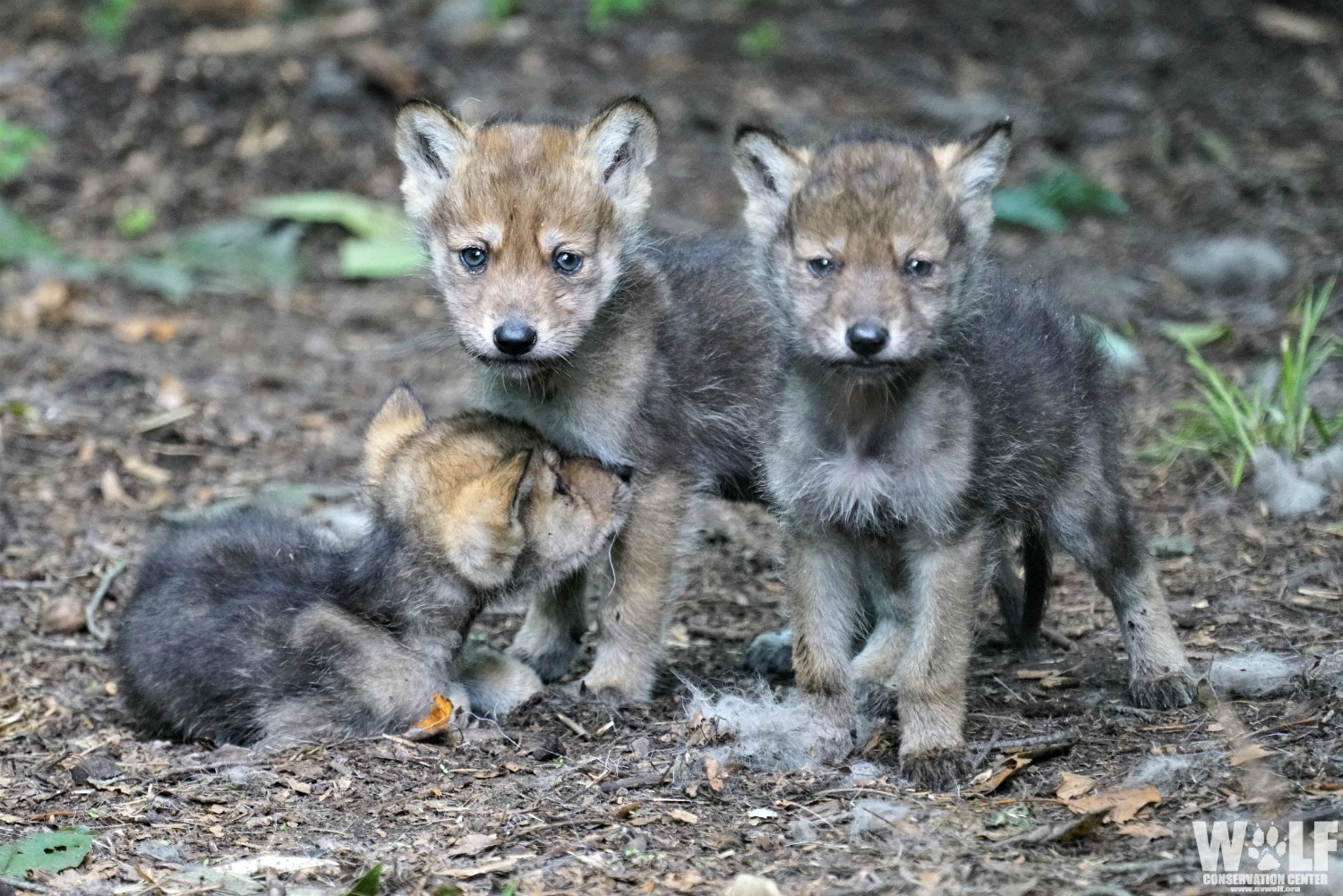 newborn gray wolf pups