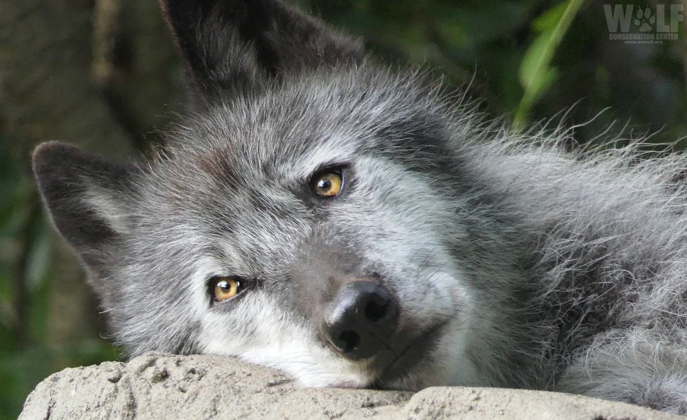 Washington State Wildlife Officials Reauthorize Wolf Kill Order to Protect  Cows | Wolf Conservation Center