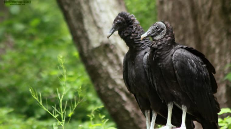 Wolf Crashes Vulture “Committee” Meeting