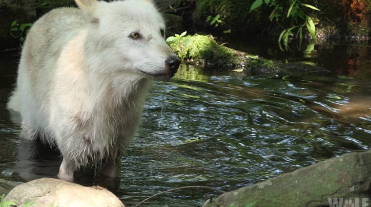Berry-eating, fish-hunting, beaver-ambushing wolves?