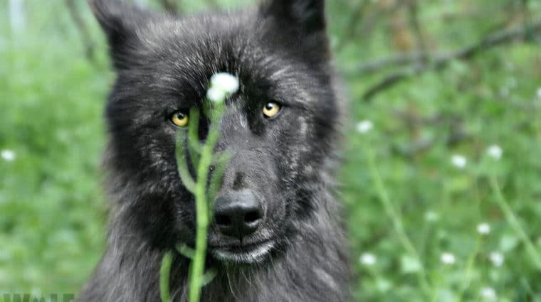 Why Wolves?