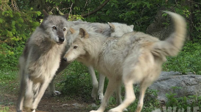 Imminent Hunting Season Threatens Denali Wolves