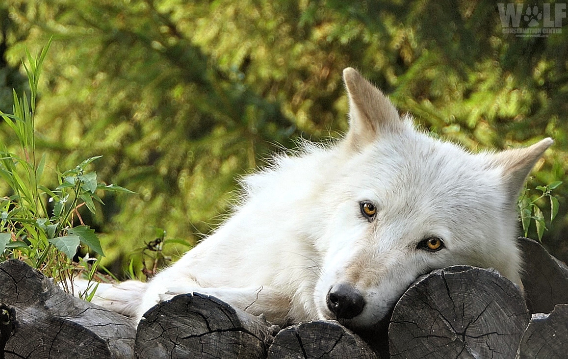 Groupe Loup Suisse