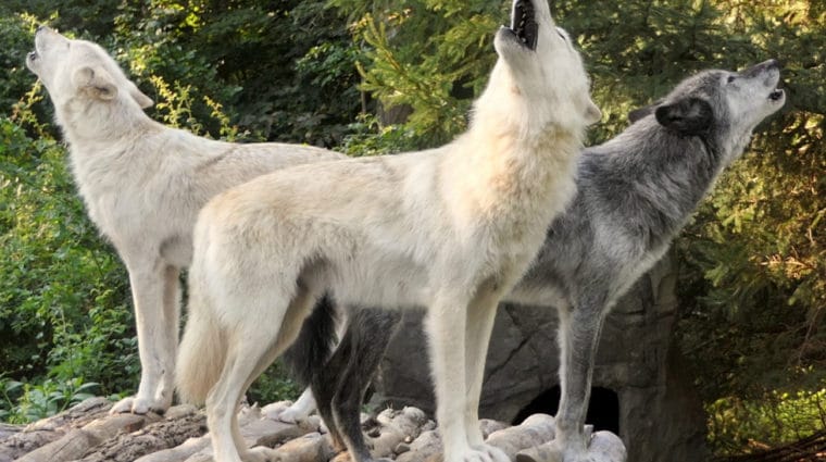 This Labor Day, Be Like a Wolf