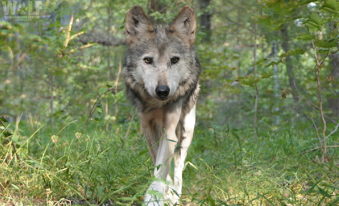 Congress Fights Over the Future of the Endangered Species Act | Wolf ...