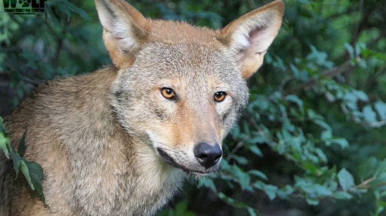 Flash Flood Warnings Issued in Last Home for Wild Red Wolves
