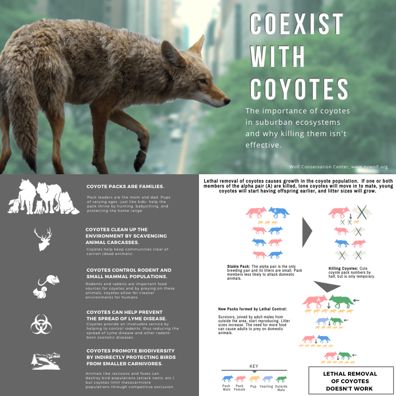 Coexist With Coyotes Poster