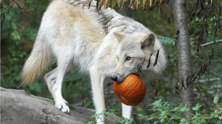 Happy Halloween!