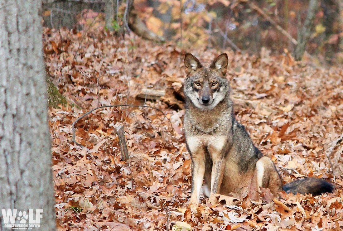 Opening Day of NY Coyote Season At What Cost? Wolf Conservation Center