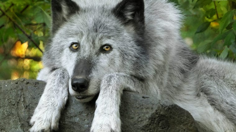 Emergency Action to Protect Denali Wolves