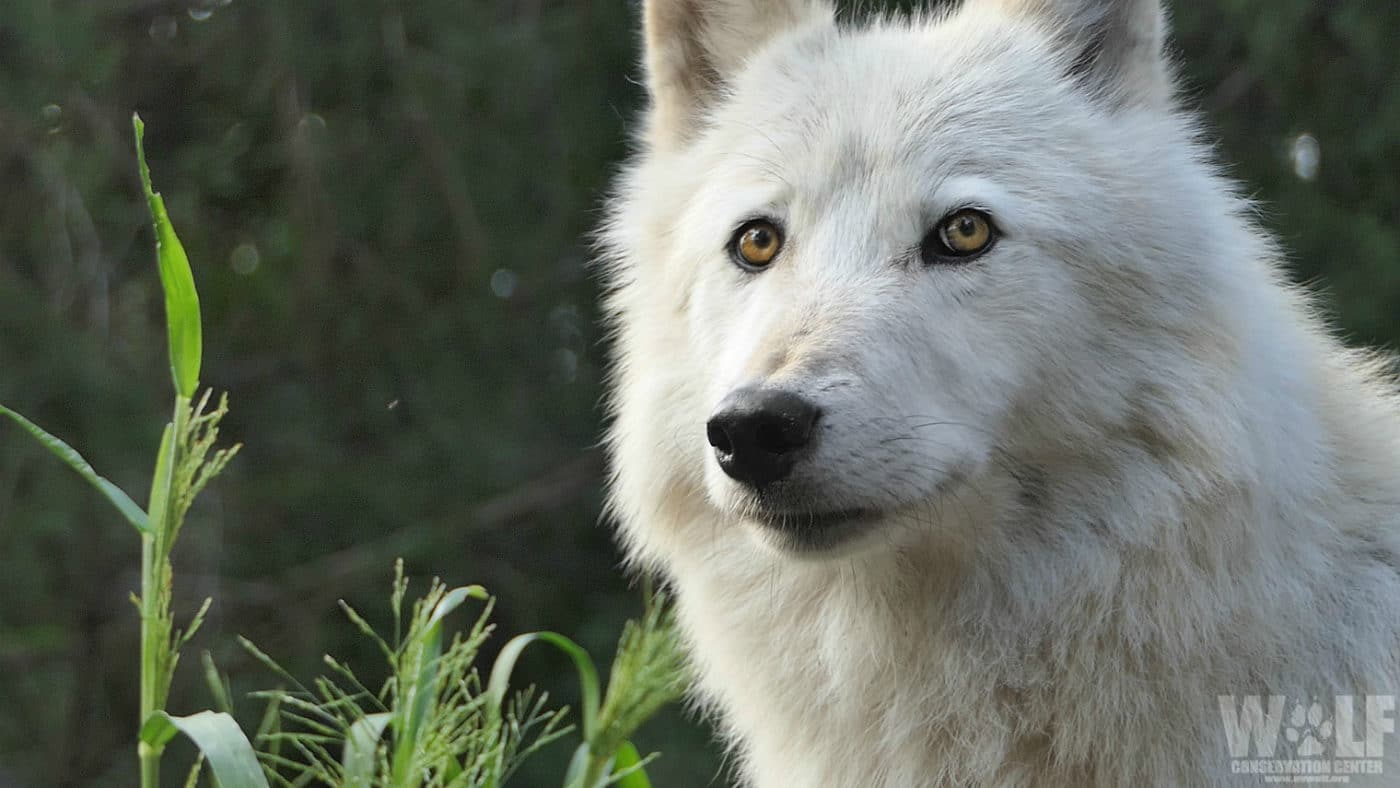 Washington State Kills Wolf Mother to Protect Cows | Wolf Conservation  Center