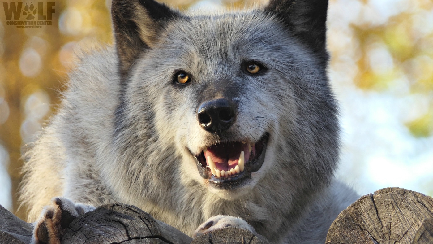 Wolf with the Cutest Smile | Wolf Conservation Center