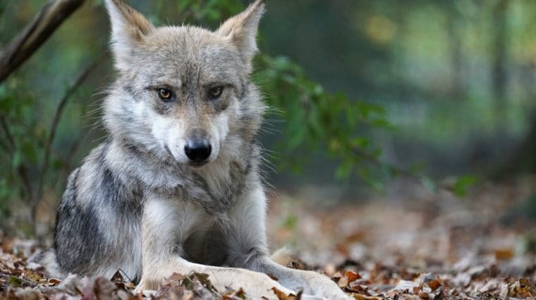 New Mexico State Game Commission Votes to Rejoin Wolf Recovery Program