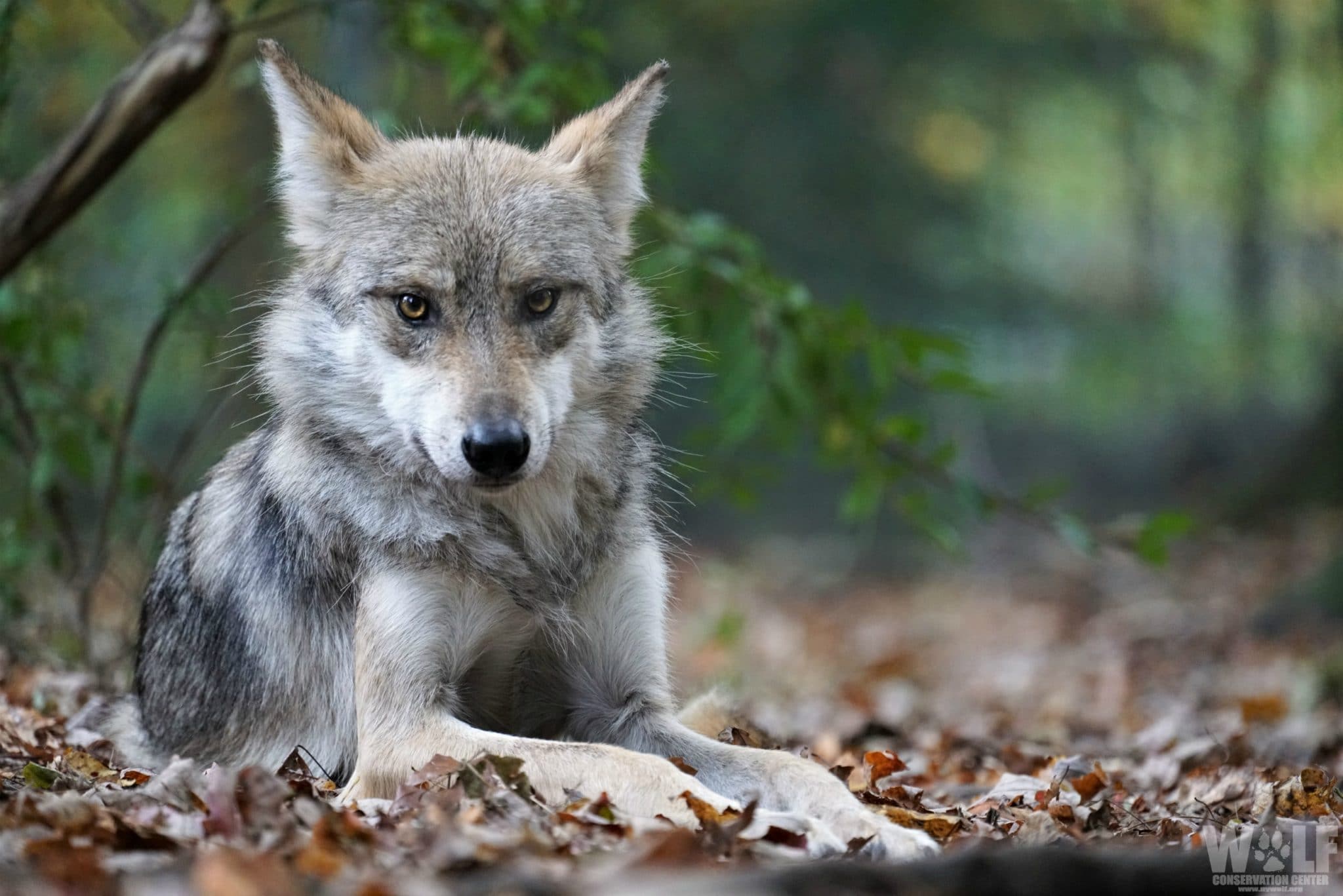 New Mexico State Game Commission Votes to Rejoin Wolf Recovery Program ...