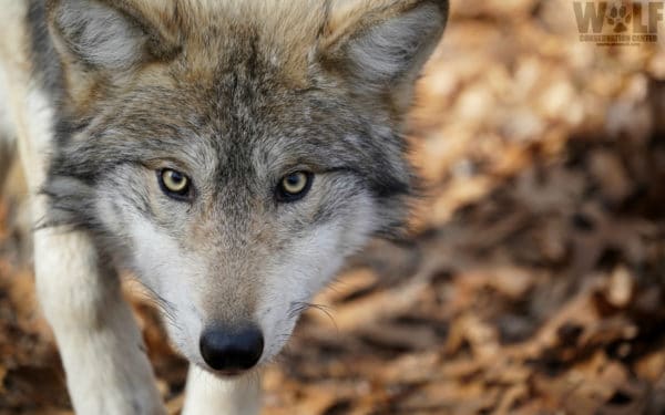 Wild Wolf Pup Dragging Leghold Trap in Gila | Wolf Conservation Center