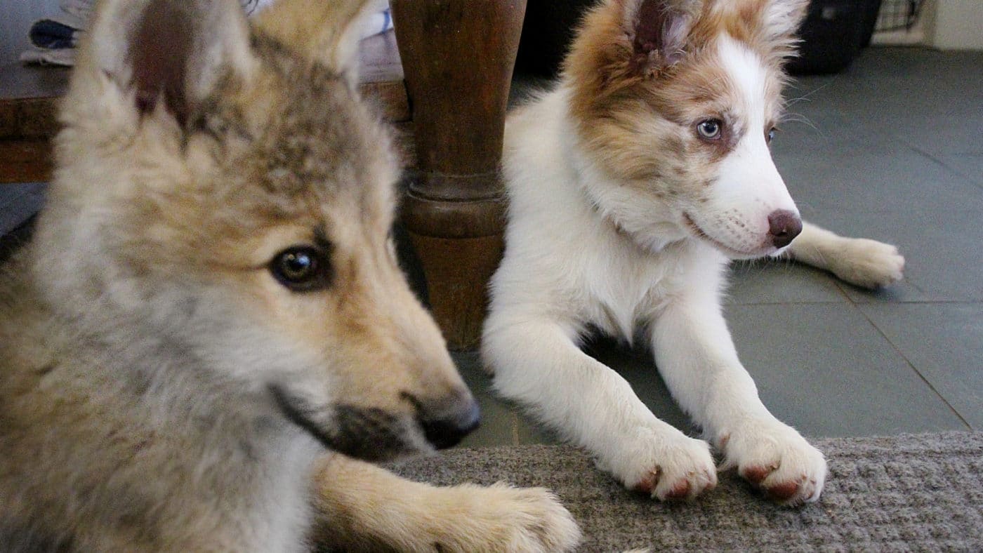 Baby Wolf And Border Collie Playdate Wolf Conservation Center