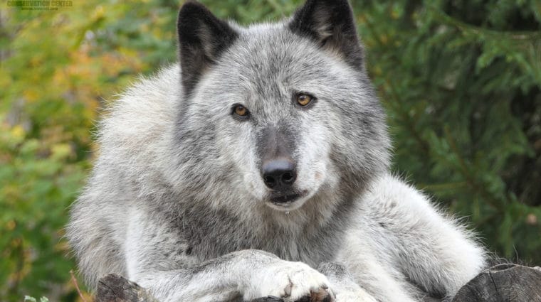 Expert Testimonials Question Alberta’s Use of Strychnine in Wolf Kill Program