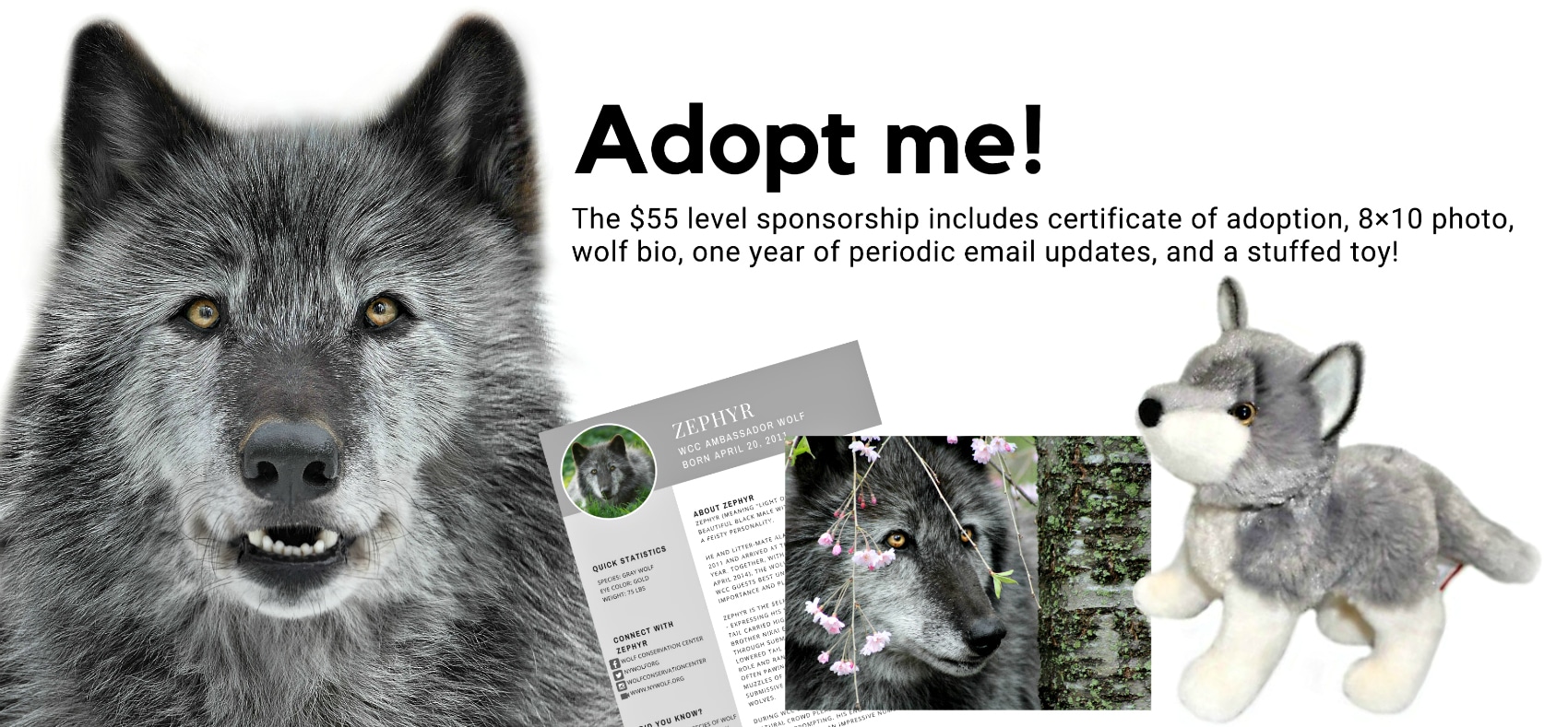 Adopt Me Sm Wolf Conservation Center