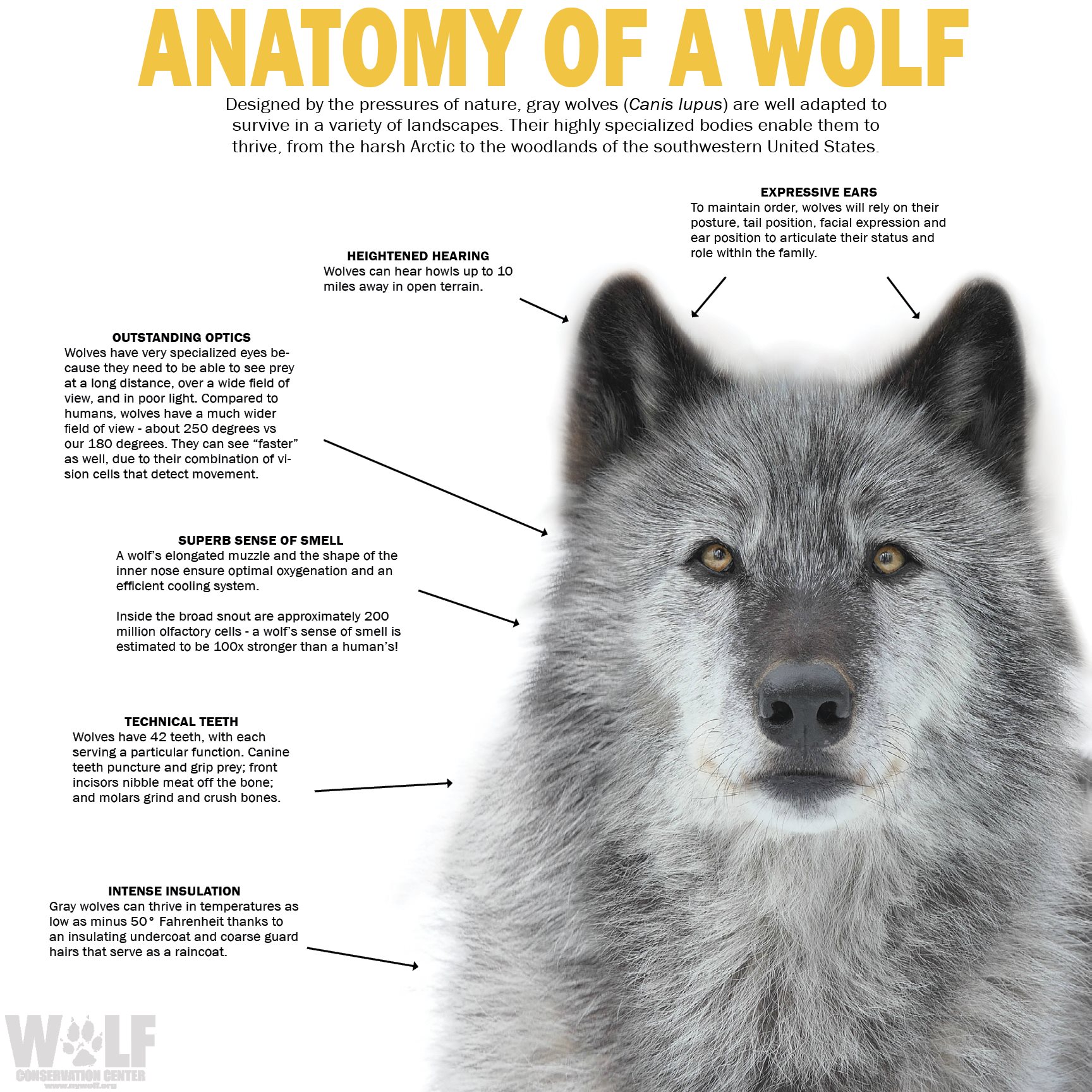 creative writing description of a wolf