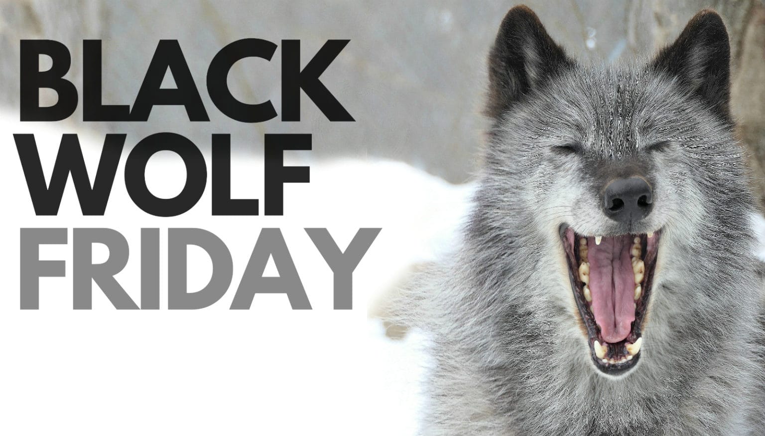Black Wolf Friday Wolf Conservation Center