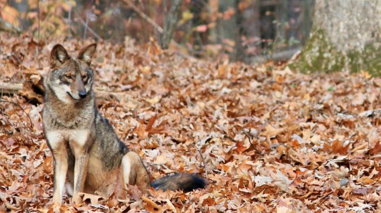 Expert to Offer Free Webinar about Eastern Coyotes