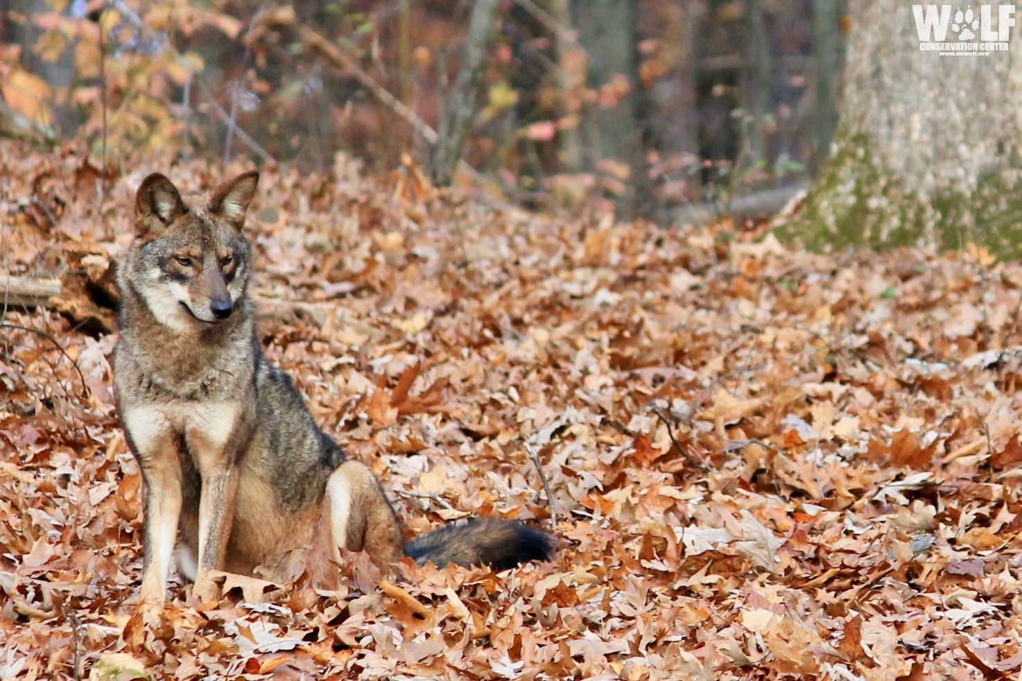 Taxonomy, ecology, and management of coyotes in the eastern United