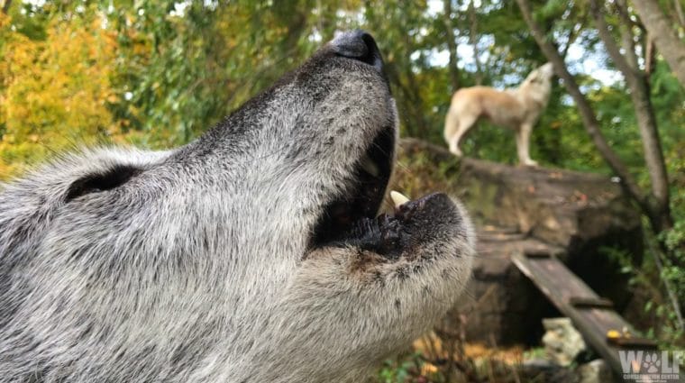 Use Your Voice For Wolves