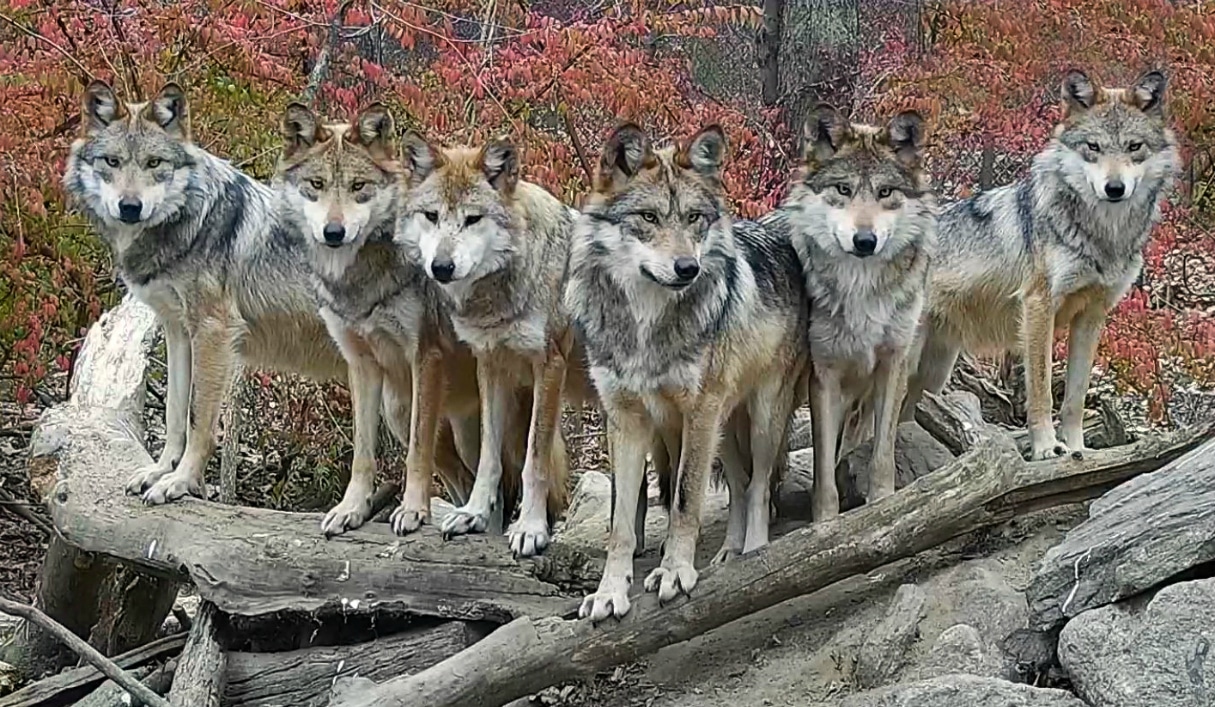 Stunning Wolf Family Strikes A Pose Wolf Conservation Center