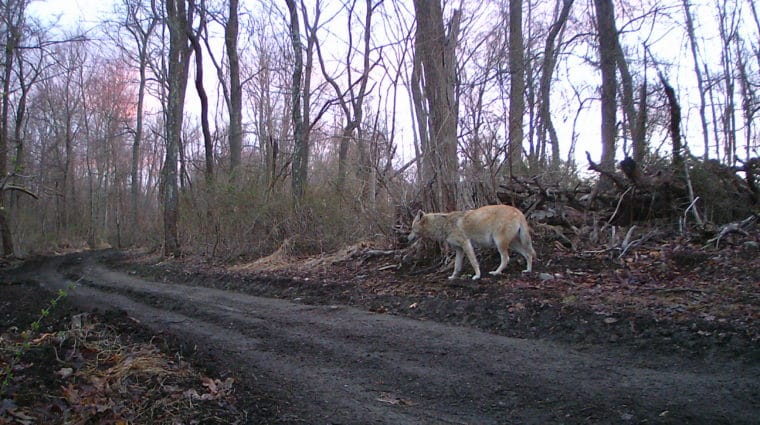 Sighting of Coyote Family Brings Joy and Excitement
