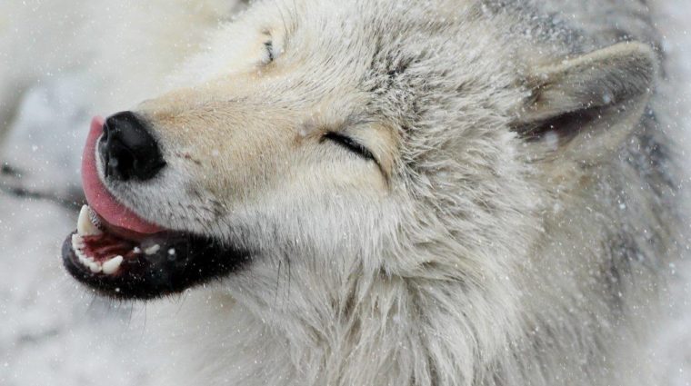 First Snow Brings Howls of Joy