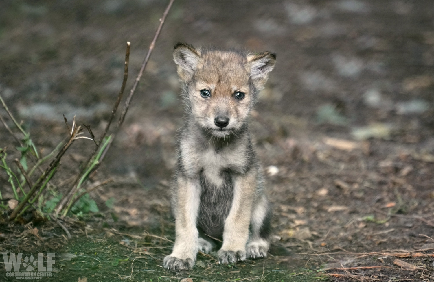 Mexican Gray Wolf Pup Edit Logo Sm | Wolf Conservation Center