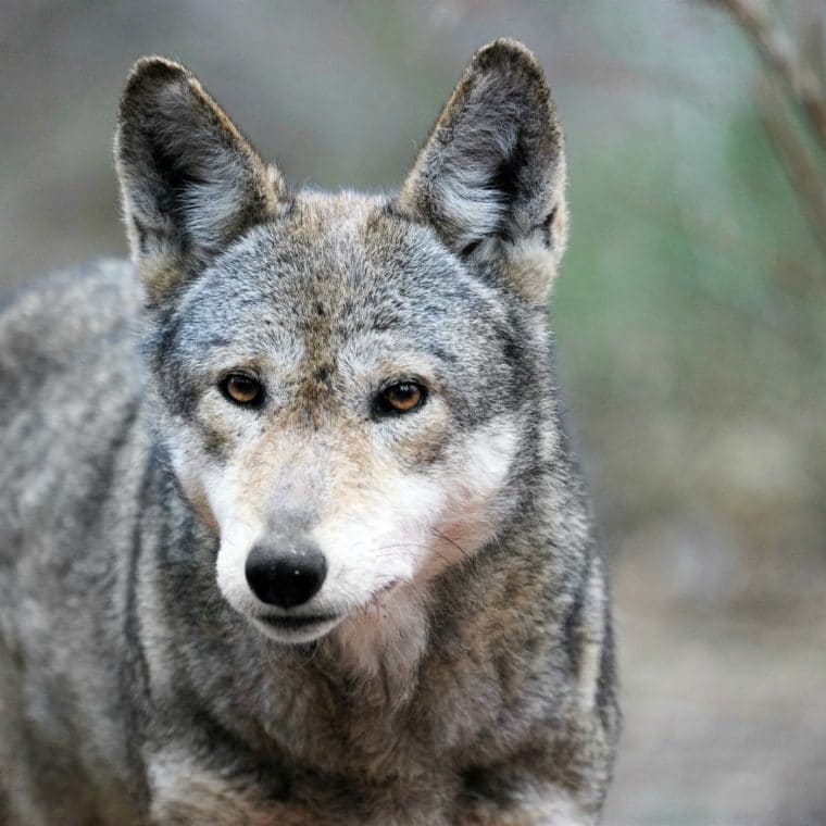 Sponsor a Mating Pair | Wolf Conservation Center