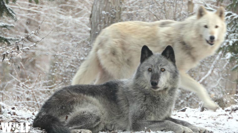 The Colorado Wild is Calling, and Wolves are Heeding the Call