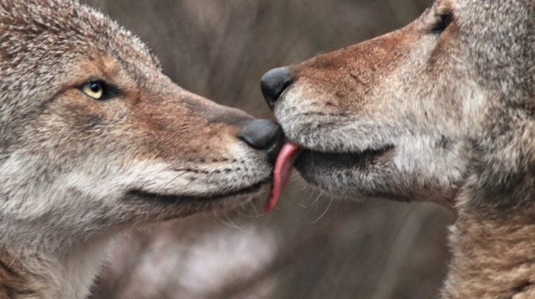 Wildly Romantic Wolves Symbolize Love and Loyalty
