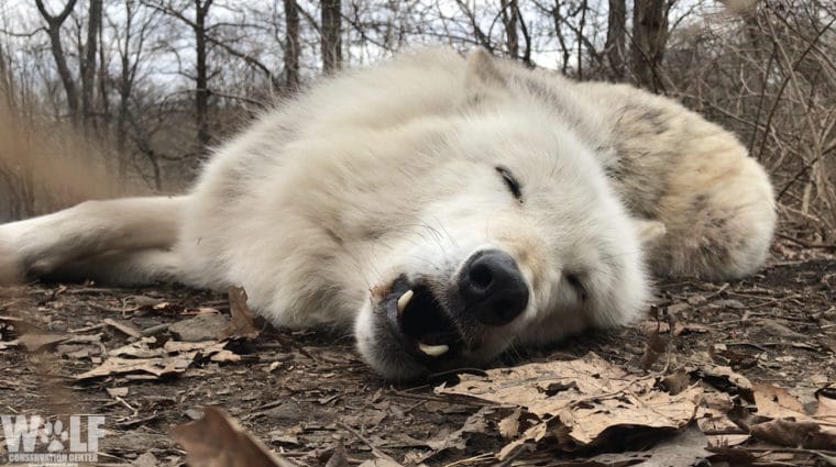 World’s Laziest Wolf Won’t Bother to Get Up to Howl. Learn Why.