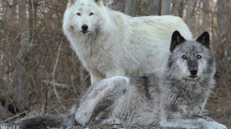 A Wild Anniversary: 25 Years For Yellowstone Wolves