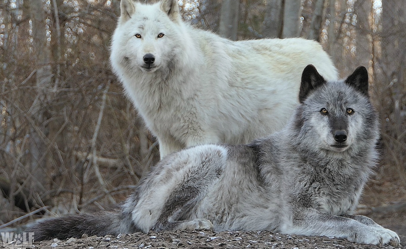 A Wild Anniversary 25 Years For Yellowstone Wolves Wolf Conservation Center