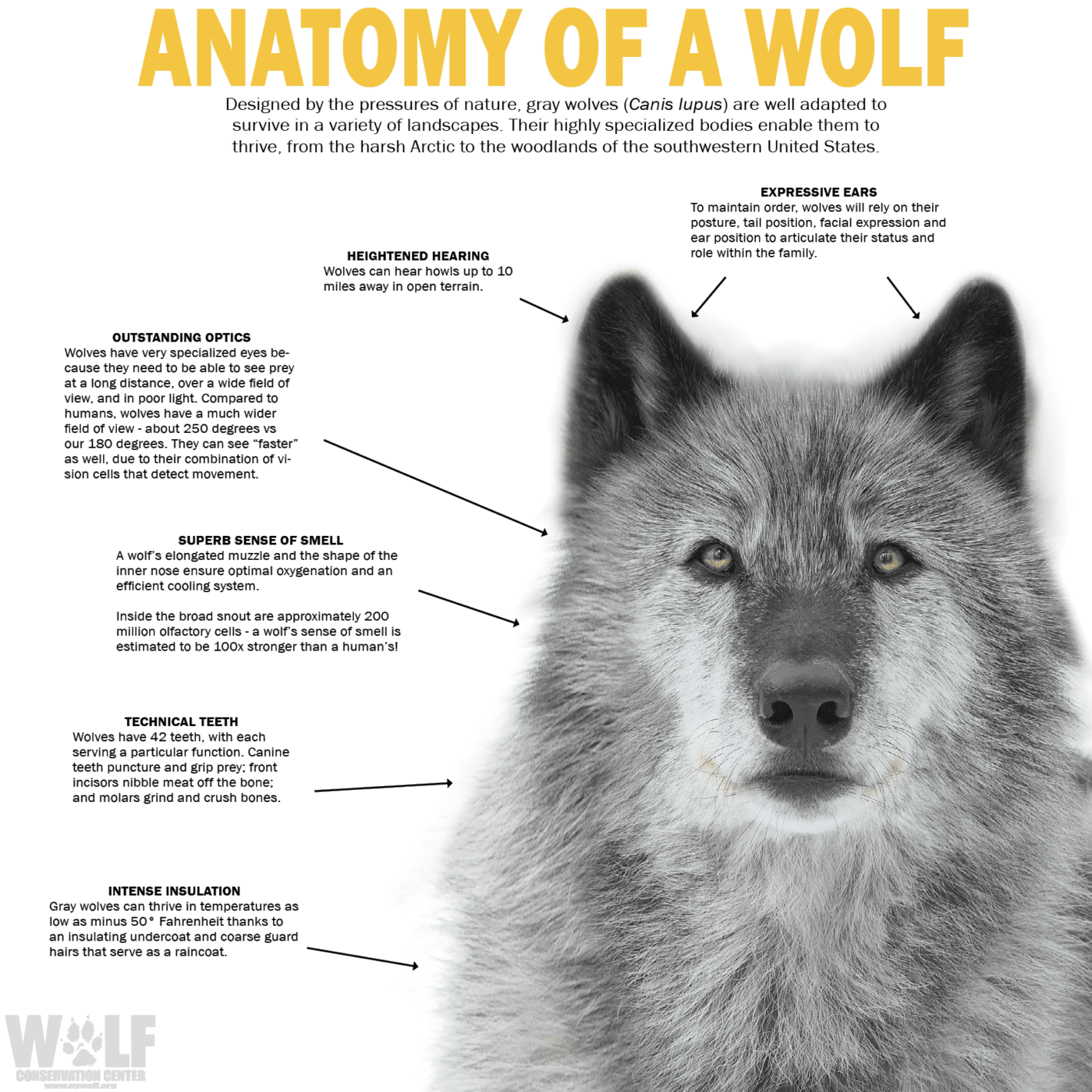 Graphics for Educators | Wolf Conservation Center