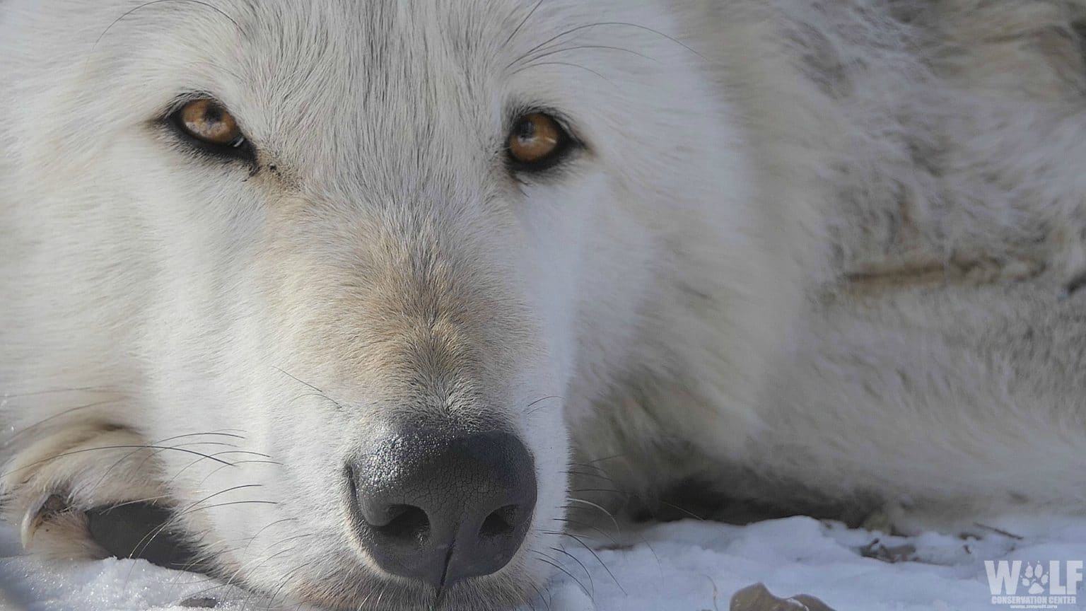 Famous Gray Wolf Found Dead California | Wolf Conservation Center