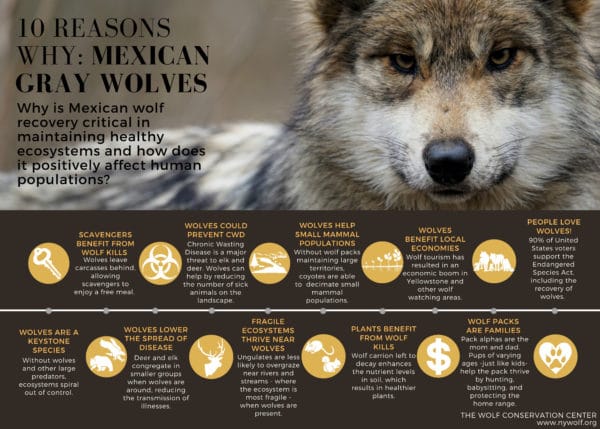 Mexican Gray Wolves Keystone Species 5×7 | Wolf Conservation Center