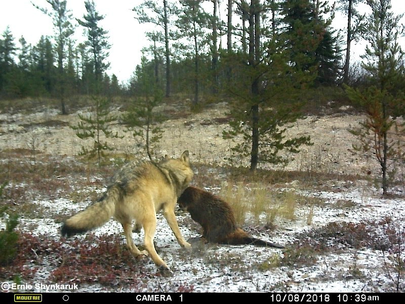 How Do Wolves Hunt Beavers Wolf Conservation Center