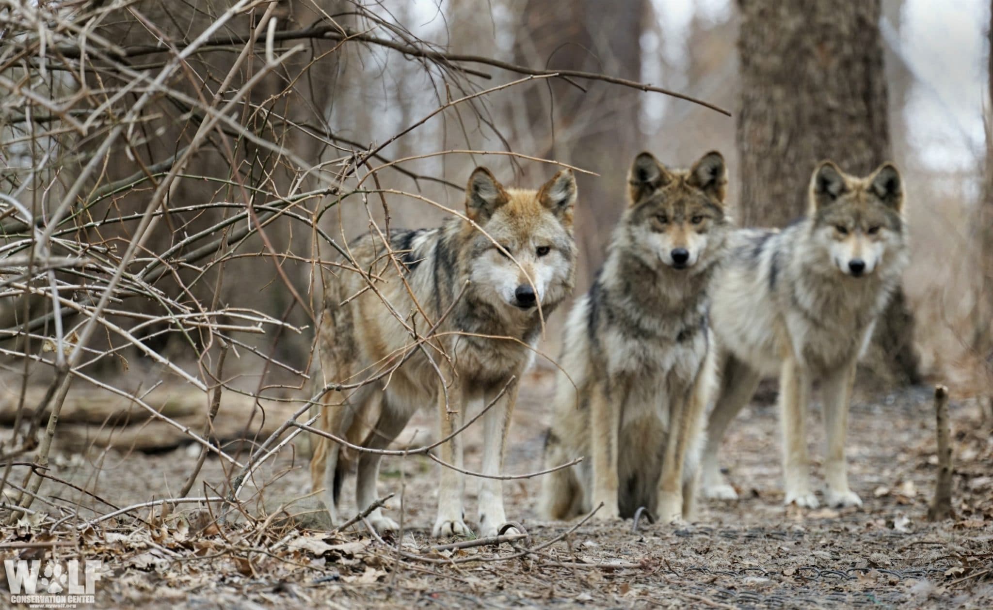 Three Endangered Mexican Gray Wolves Found Dead in Arizona ...