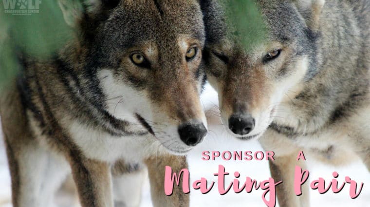 There’s Still Time to Sponsor a Love Connection for a Wildly Romantic Valentine’s Gift