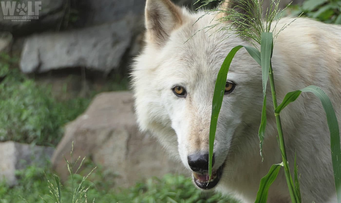 Are There Wolves In The Northeast Wolf Conservation Center