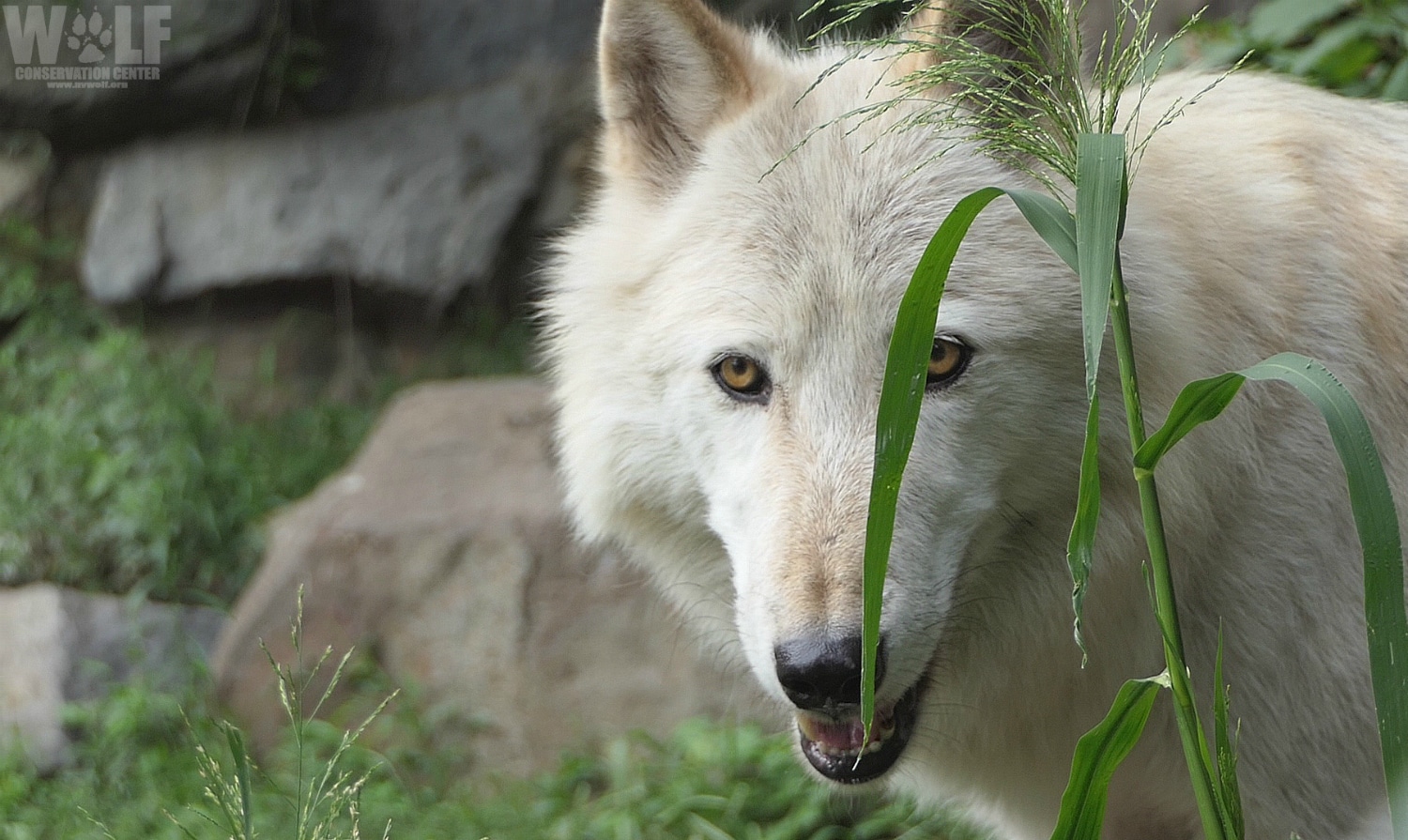 Are there Wolves in the Northeast? | Wolf Conservation Center