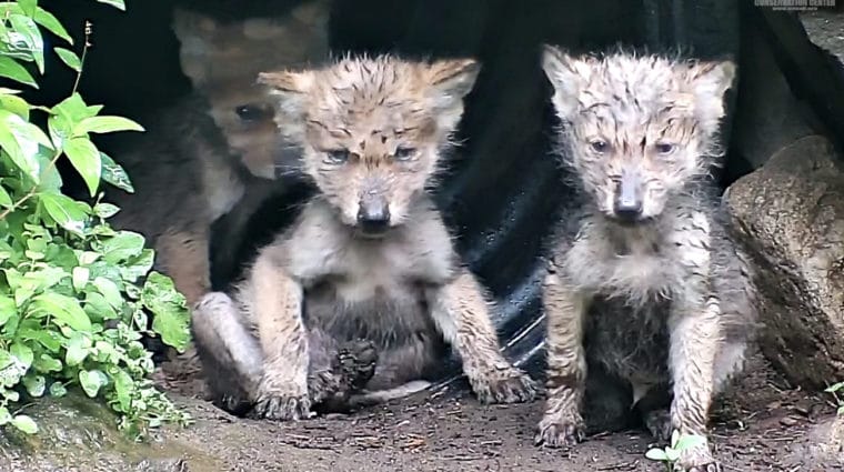 Mexican Gray Wolf Pups: Wet, Wild, and Wonderfully Adorable!