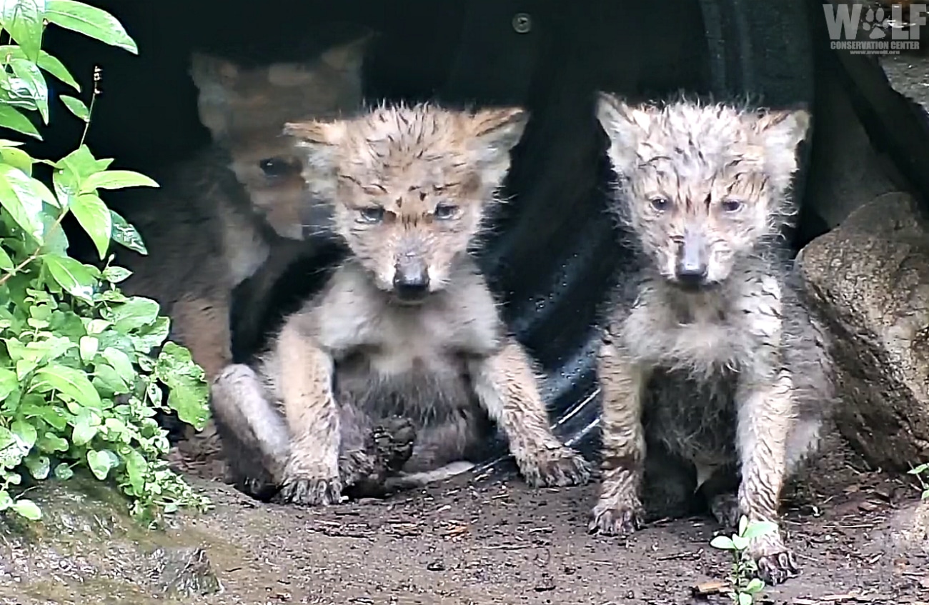 Mexican Gray Wolf Pups Wet Wild And Wonderfully Adorable Wolf Conservation Center