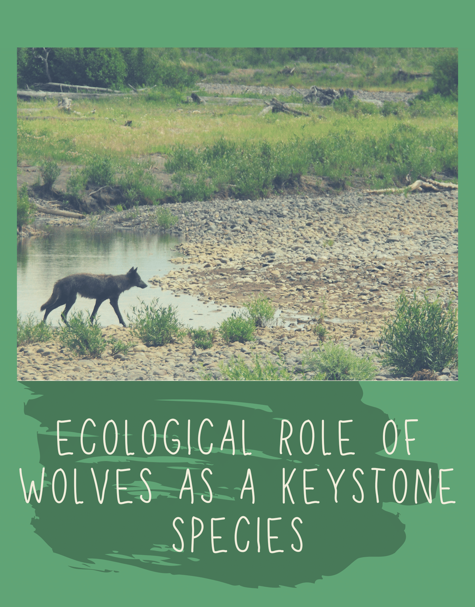 DID YOU KNOW? Wolves are an essential keystone species. - Living with Wolves