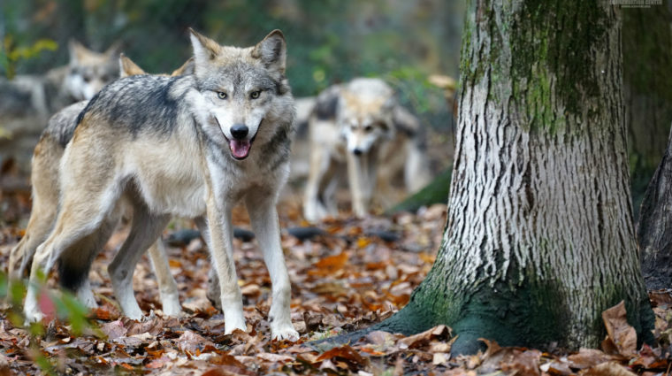 We Have A Lot To Learn From Wolves